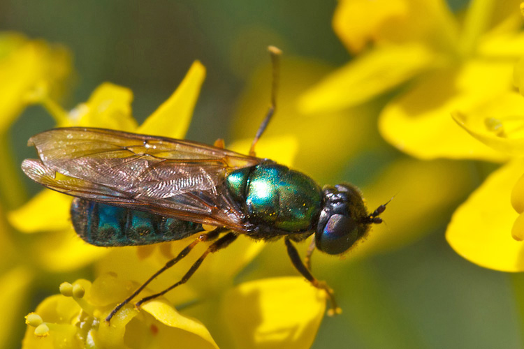 Chloromyia formosa e...?